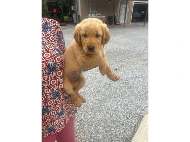 5 Beautiful AKC Golden Retriever Puppies for Sale - 5/16