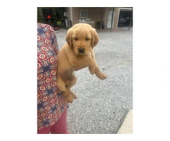 5 Beautiful AKC Golden Retriever Puppies for Sale - 5