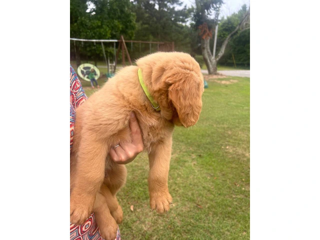 5 Beautiful AKC Golden Retriever Puppies for Sale - 6/16