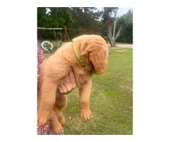 5 Beautiful AKC Golden Retriever Puppies for Sale - 6
