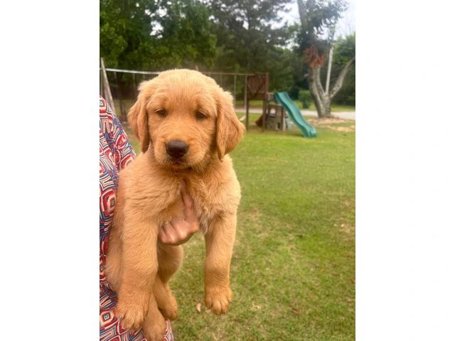 5 Beautiful AKC Golden Retriever Puppies for Sale - 7/16