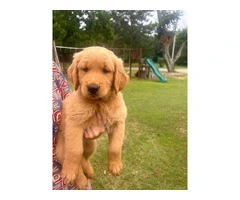 5 Beautiful AKC Golden Retriever Puppies for Sale - 7
