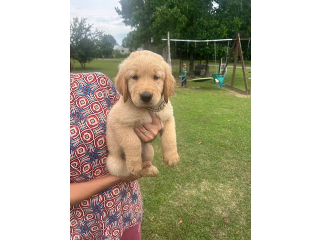 5 Beautiful AKC Golden Retriever Puppies for Sale - 8/16