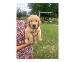 5 Beautiful AKC Golden Retriever Puppies for Sale - 8