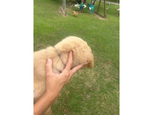 5 Beautiful AKC Golden Retriever Puppies for Sale - 9/16