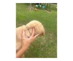 5 Beautiful AKC Golden Retriever Puppies for Sale - 9