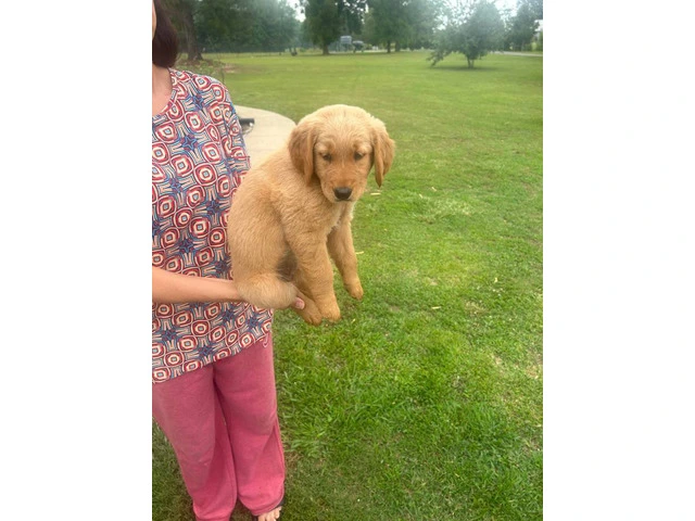 5 Beautiful AKC Golden Retriever Puppies for Sale - 10/16