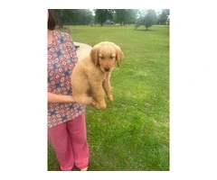 5 Beautiful AKC Golden Retriever Puppies for Sale - 10
