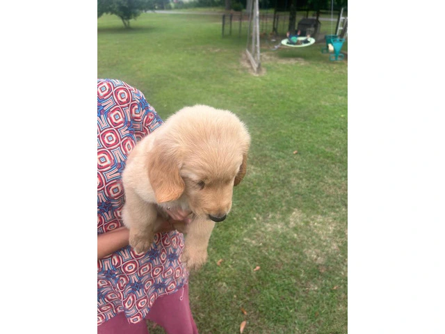 5 Beautiful AKC Golden Retriever Puppies for Sale - 11/16