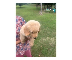 5 Beautiful AKC Golden Retriever Puppies for Sale - 11