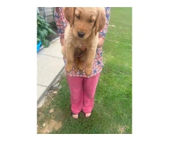 5 Beautiful AKC Golden Retriever Puppies for Sale - 12