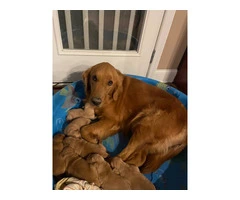 5 Beautiful AKC Golden Retriever Puppies for Sale - 14