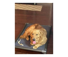 5 Beautiful AKC Golden Retriever Puppies for Sale - 15