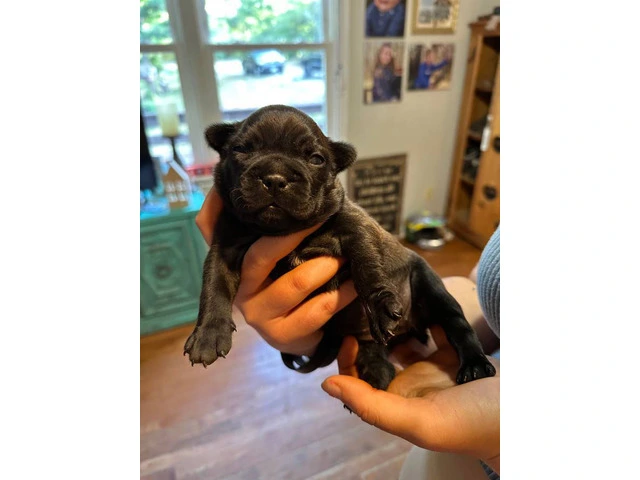 1 female and 4 male Frenchton puppies for sale - 1/7