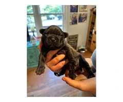 1 female and 4 male Frenchton puppies for sale