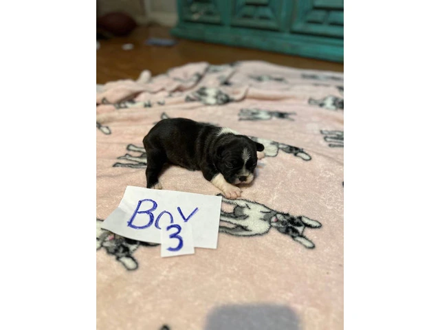 1 female and 4 male Frenchton puppies for sale - 4/7