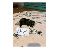 1 female and 4 male Frenchton puppies for sale - 4