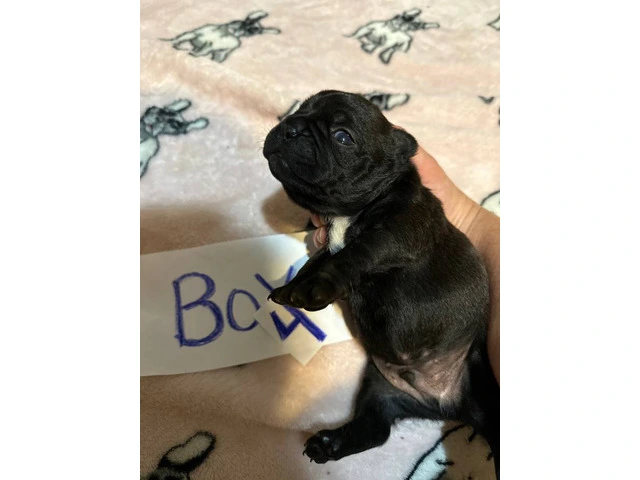 1 female and 4 male Frenchton puppies for sale - 5/7