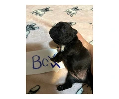 1 female and 4 male Frenchton puppies for sale - 5