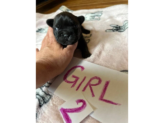 1 female and 4 male Frenchton puppies for sale - 6/7