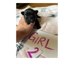 1 female and 4 male Frenchton puppies for sale - 6