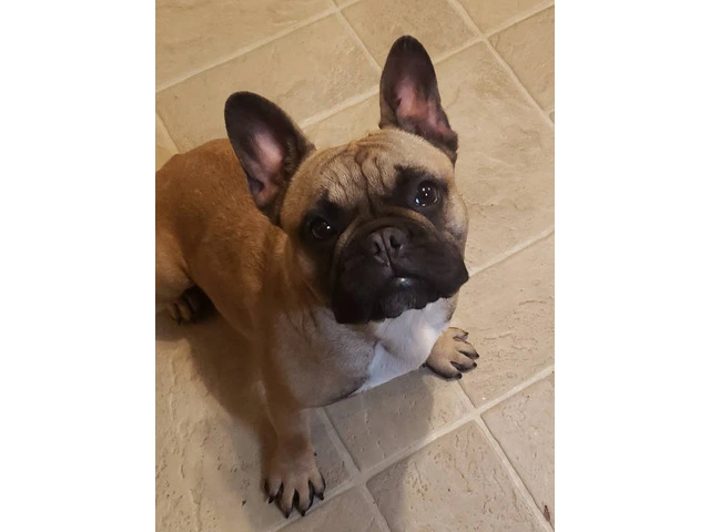 1 female and 4 male Frenchton puppies for sale - 7/7