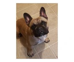 1 female and 4 male Frenchton puppies for sale - 7