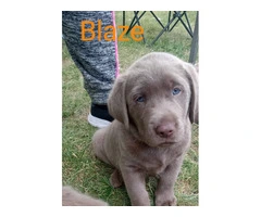 4 sweet Lab puppies for sale