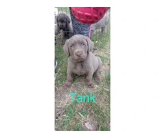 4 sweet Lab puppies for sale - 2