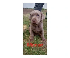 4 sweet Lab puppies for sale - 4