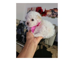 8 weeks old Maltipoo puppy for sale