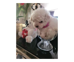 8 weeks old Maltipoo puppy for sale - 2