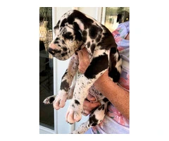 Stunning Europe Great Dane puppies for sale