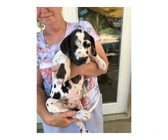 Stunning Europe Great Dane puppies for sale - 2