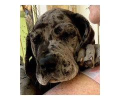 Stunning Europe Great Dane puppies for sale - 3