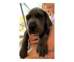 Stunning Europe Great Dane puppies for sale - 4