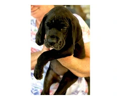 Stunning Europe Great Dane puppies for sale - 5