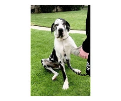 Stunning Europe Great Dane puppies for sale - 6