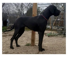 Stunning Europe Great Dane puppies for sale - 7