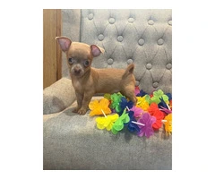 3 adorable male Chihuahua puppies