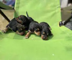 4 Mountain Cur puppies for sale