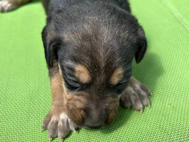 4 Mountain Cur puppies for sale - 2/5