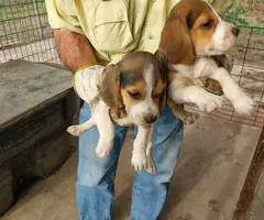 6 weeks old Beagle puppies for sale - 1
