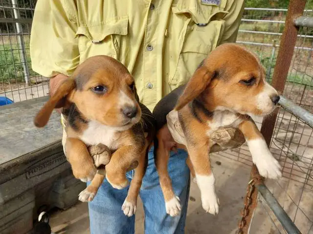 6 weeks old Beagle puppies for sale - 2/2