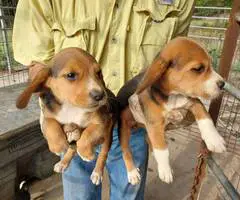 6 weeks old Beagle puppies for sale - 2