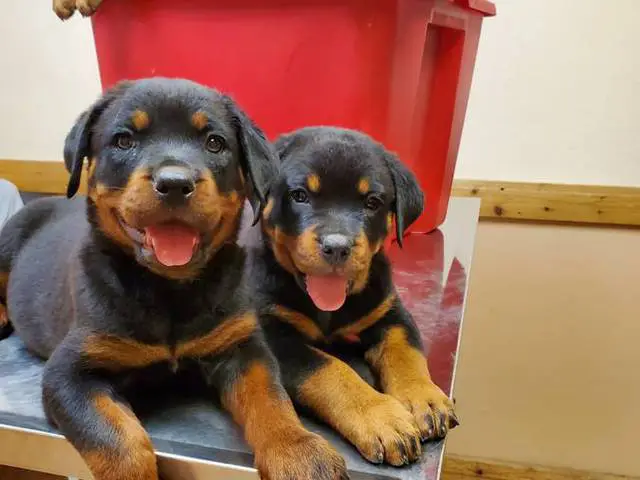 Purebred German Rottweiler puppies for sale - 1/10