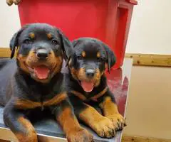Purebred German Rottweiler puppies for sale