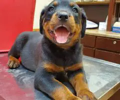 Purebred German Rottweiler puppies for sale - 2