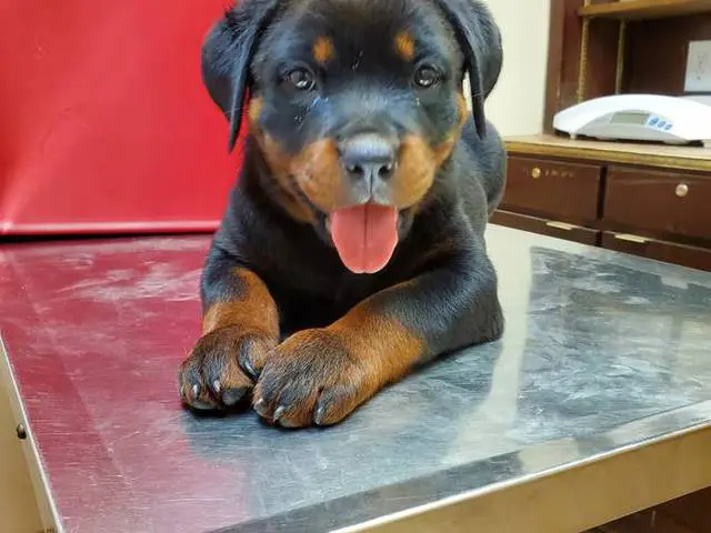Purebred German Rottweiler puppies for sale - 3/10