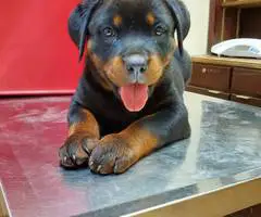 Purebred German Rottweiler puppies for sale - 3